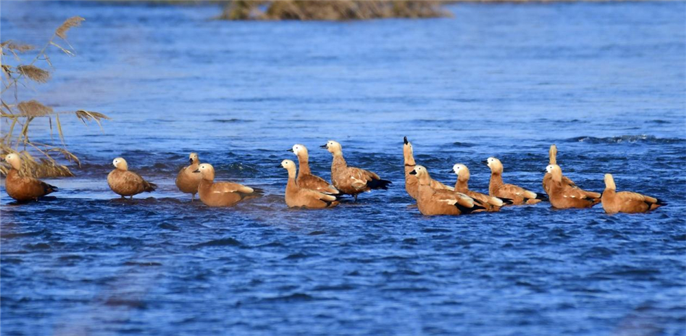 一群赤麻鸭在黄台湖休憩。 李晓松摄